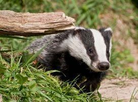 http://out4awalk.com/wp-content/uploads/2007/07/meles-meles-bursucul-viezurele-european-badger.jpg
