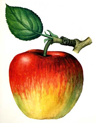 http://www.rebenok.com/img/7233_400_1.jpg